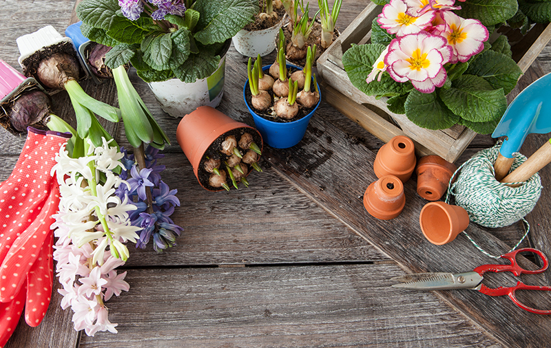 spring-flowers-for-gardening.jpg